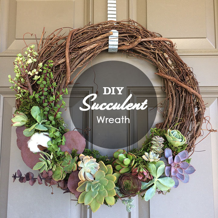 DIY Tutorial - 4 Easy Steps to Make a Grapevine Wreath with LIVE Succulents